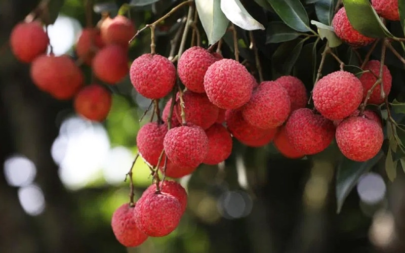 alt: Chùm vải thiều tươi ngon