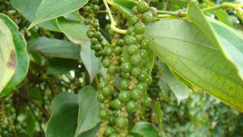 15 đặc sản Đắk Nông không thể bỏ qua – lựa chọn hoàn hảo làm quà