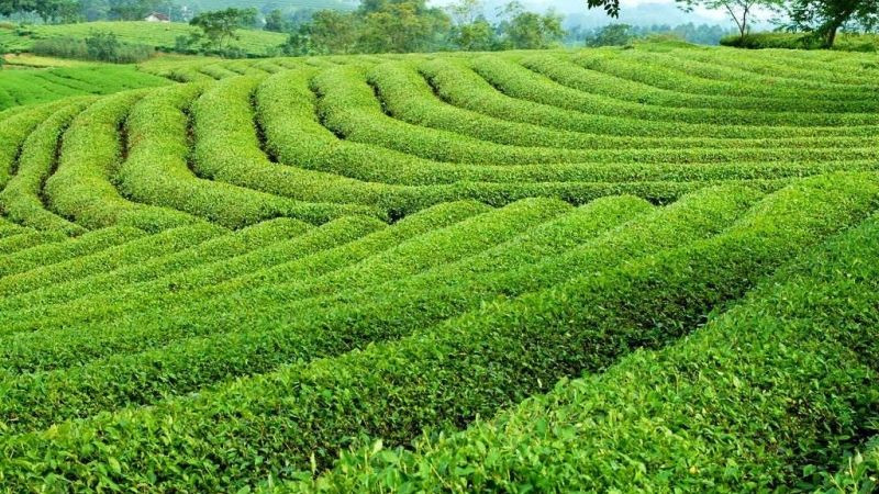 15 đặc sản Đắk Nông không thể bỏ qua – lựa chọn hoàn hảo làm quà