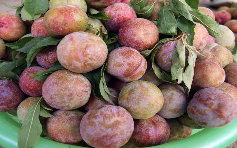 15 đặc sản Lào Cai nổi tiếng làm quà biếu