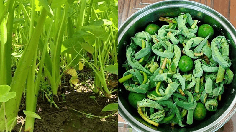 15 đặc sản ngon từ Phú Thọ mà bạn nên thử và mua làm quà.