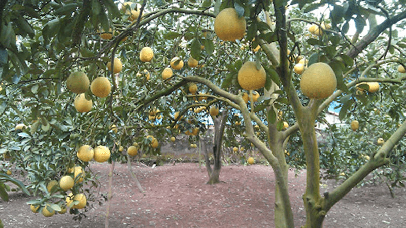 15 đặc sản ngon từ Phú Thọ mà bạn nên thử và mua làm quà.