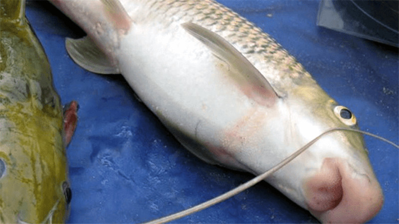 15 đặc sản ngon từ Phú Thọ mà bạn nên thử và mua làm quà.