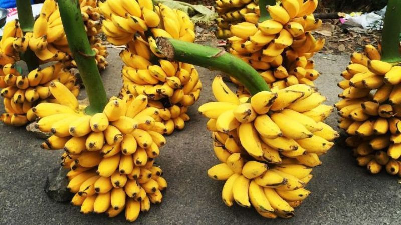 15 đặc sản Tam Đảo nổi tiếng hấp dẫn được ưa chuộng làm quà