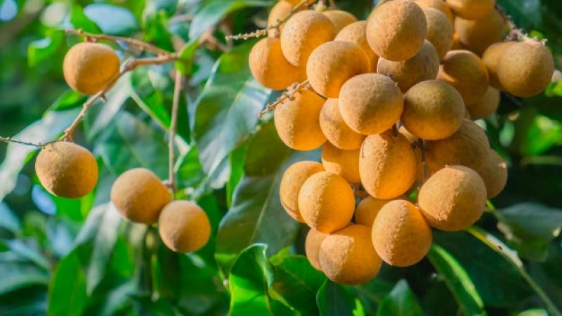 15 loại đặc sản Hưng Yên nổi tiếng làm quà tặng