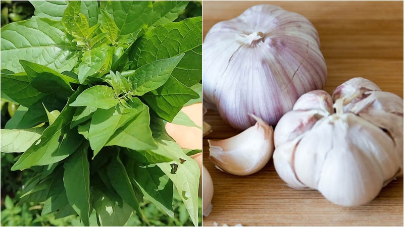 Cách làm rau tầm bóp xào tỏi giòn ngon, thanh mát, bổ dưỡng tại nhà