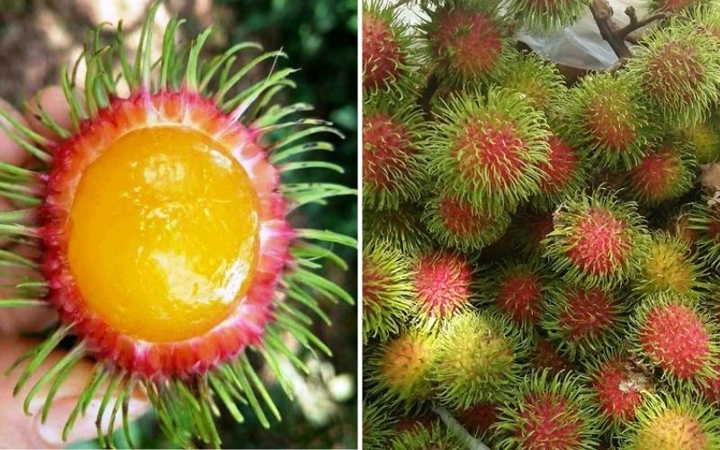 Lôi kéo khách hàng với chôm chôm ruột vàng ở Việt Nam, một trải nghiệm độc đáo làm náo loạn tâm trí