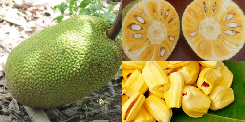 Phân biệt, chọn mua và làm sạch nhựa mít