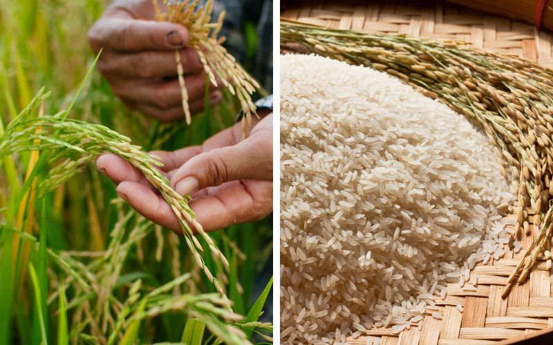 Phân biệt gạo nếp và gạo tẻ, chúng được dùng để nấu món gì?