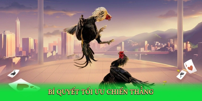 Luật Đá Gà Thomo – Hướng Dẫn Cá Cược Kịch Tính Trên 88VN