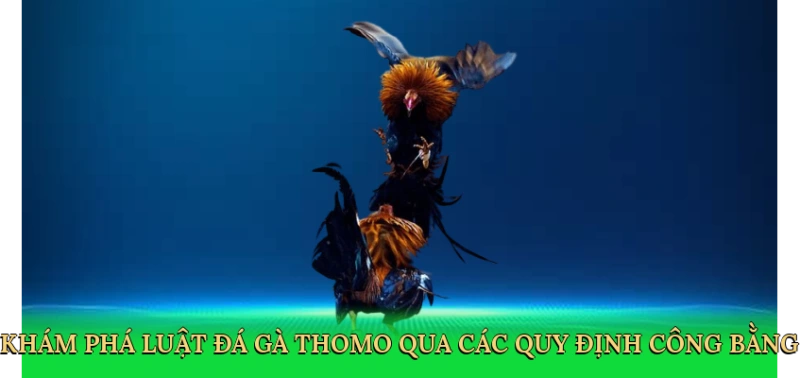 Luật Đá Gà Thomo – Hướng Dẫn Cá Cược Kịch Tính Trên 88VN