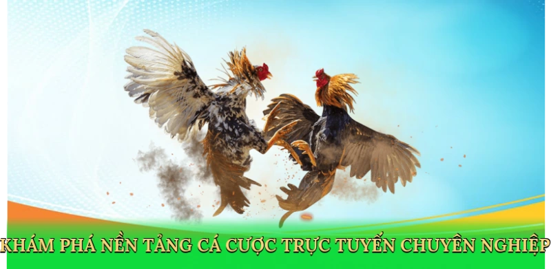 Luật Đá Gà Thomo – Hướng Dẫn Cá Cược Kịch Tính Trên 88VN